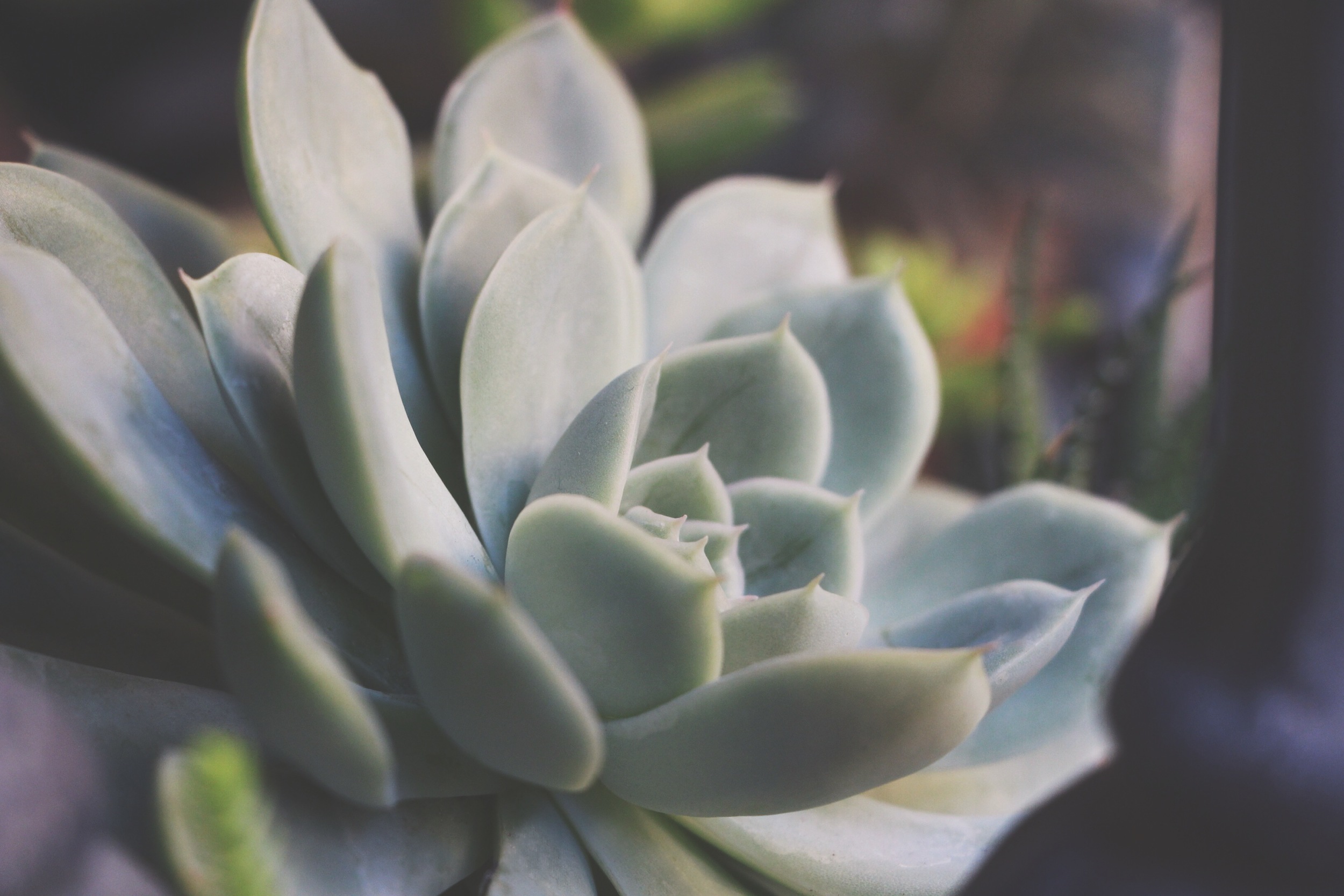 Succulent Sighting: Disneyland :: The succulents of Rancho del Zocalo restaurant in Frontierland at Disneyland Resort in California.&nbsp;&nbsp;